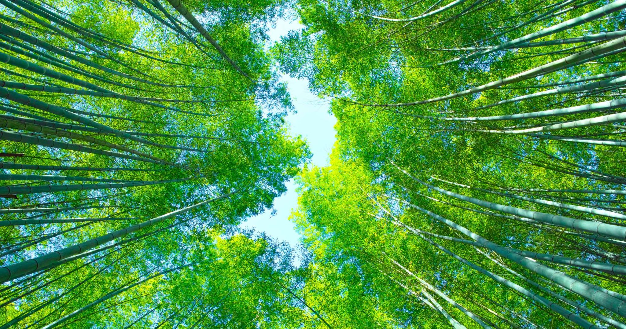 Active Spring – The Season Residences